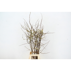 CHAENOMELES APPLE BLOSSOM 080CM