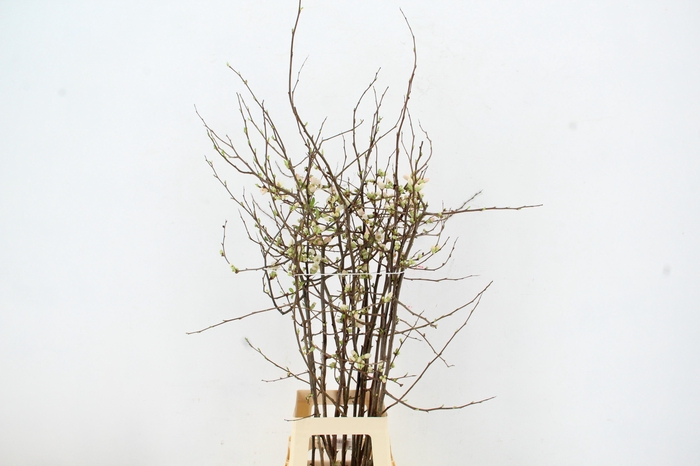 CHAENOMELES APPLE BLOSSOM 080CM