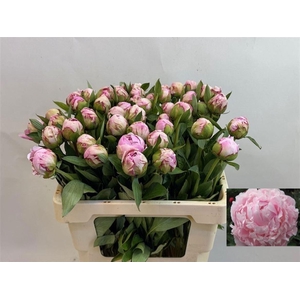 PAEO L SARA BERNHARD