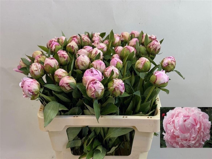 <h4>PAEO L SARA BERNHARD</h4>