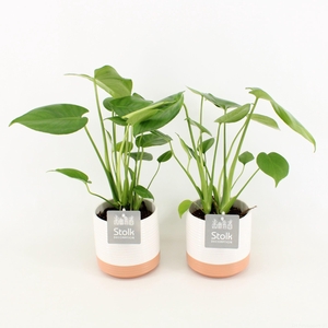 Monstera in Milou keramiek