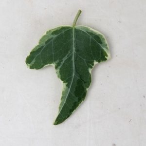 HEDERA HELIX Mini Ester 9 cm