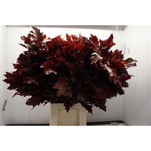 Eik F Grof Rood 80 Cm