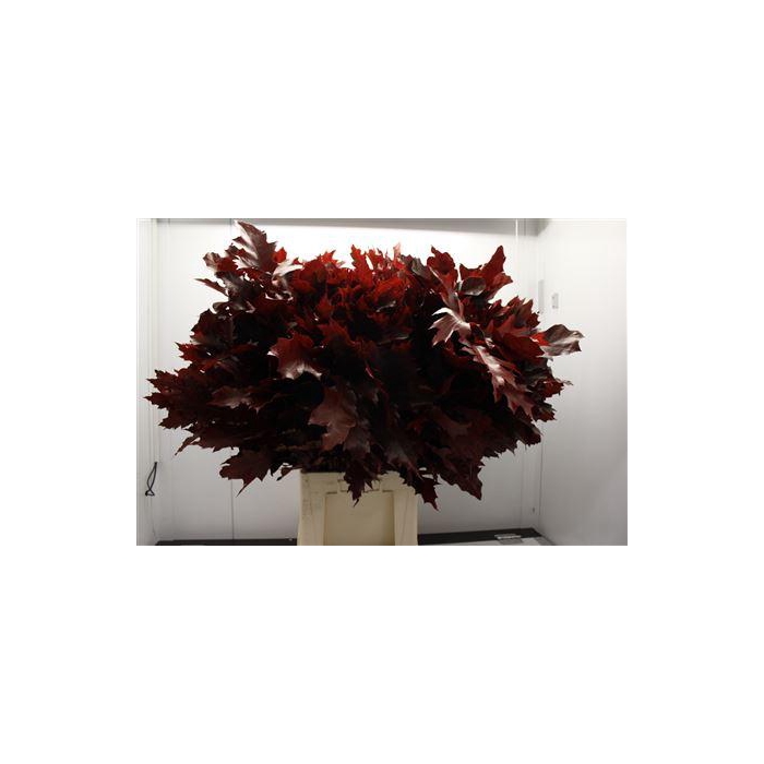 <h4>Eik F Grof Rood 80 Cm</h4>