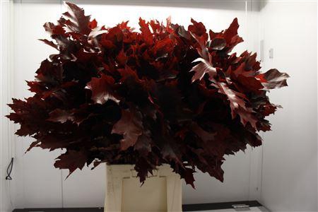 <h4>Eik F Grof Rood 80 Cm</h4>