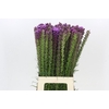 Liatris Spicata
