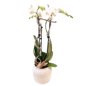 RWP16PHW Rude White Pot Phal 2t wit