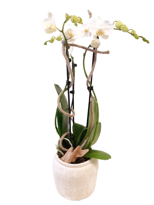 <h4>RWP16PHW Rude White Pot Phal 2t wit</h4>