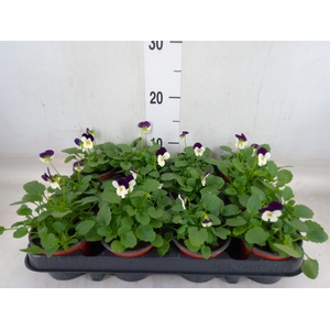 Viola corn. 'Evo Mini White Purple'