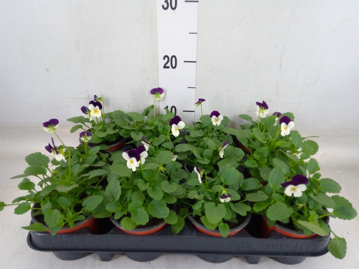 <h4>Viola corn. 'Evo Mini White Purple'</h4>