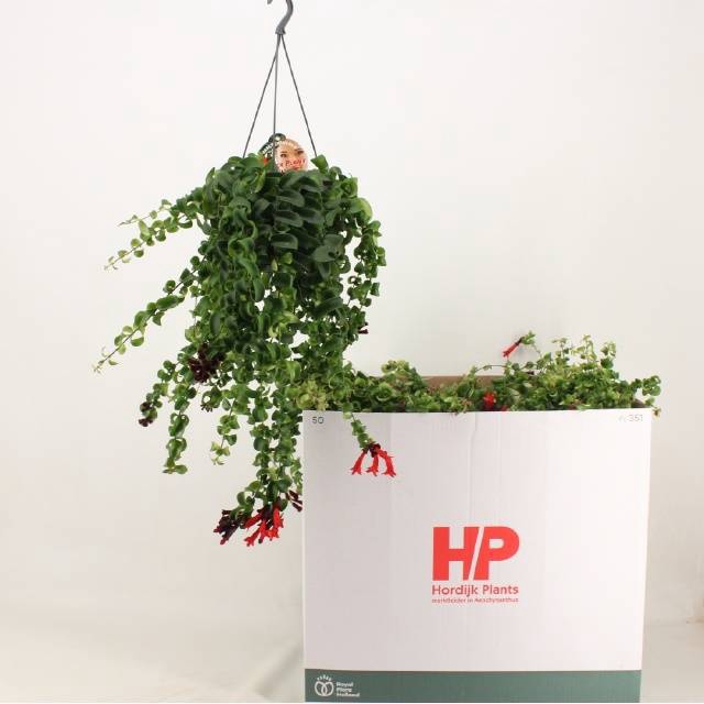<h4>AESCHYN RASTA</h4>