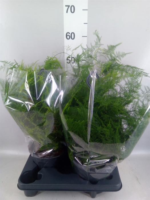 <h4>Asparagus setaceus</h4>
