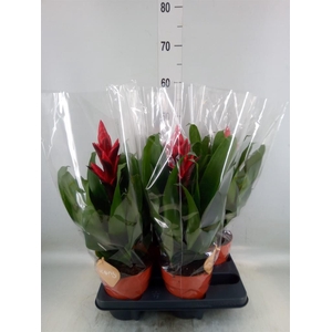 Guzmania ...