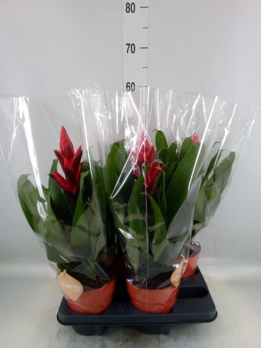 <h4>Guzmania ...</h4>