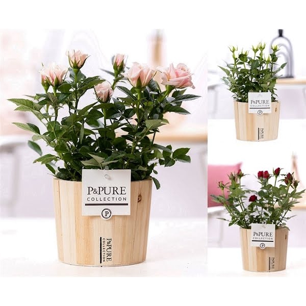 <h4>Rosa gemengd in P&PURE Wood 5</h4>