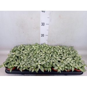 Fittonia  'Mosaic White Forest Fla'