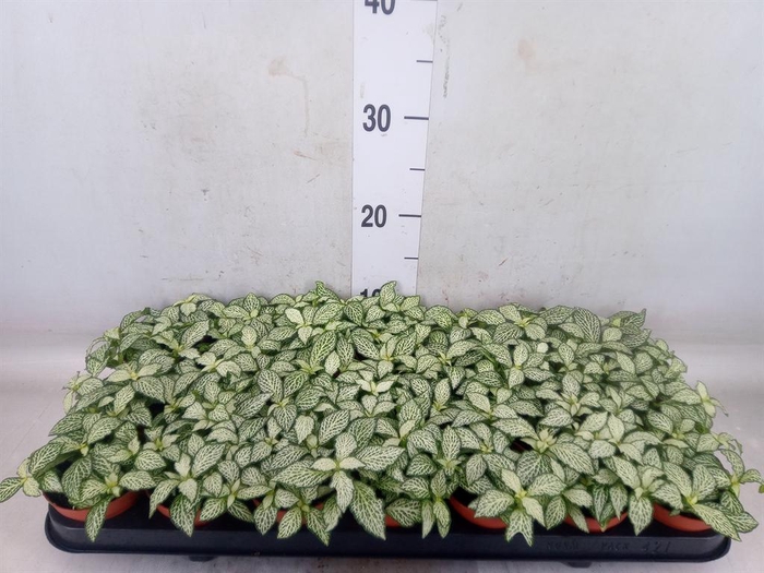 <h4>Fittonia  'Mosaic White Forest Fla'</h4>