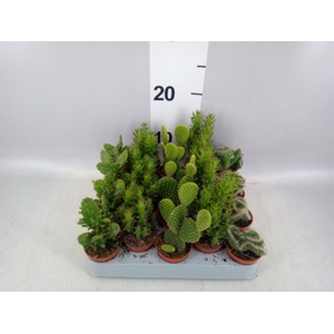 Opuntia