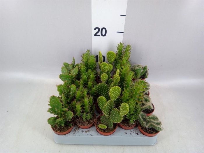 <h4>Opuntia</h4>