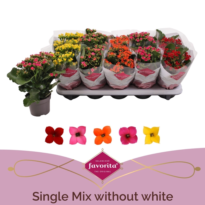 <h4>Kalanchoe Favorita 5 colour mix - No white</h4>