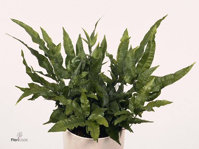 Pteris cretica 'Parkeri'
