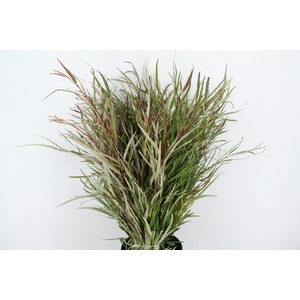 GREVILLEA ASPLENIIFOLIA 300GR