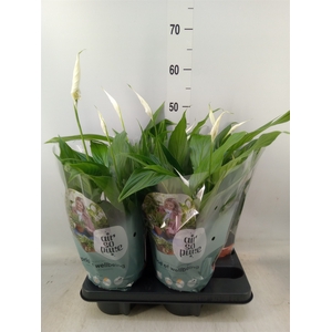 Spathiphyllum  'Pearl Cupido'