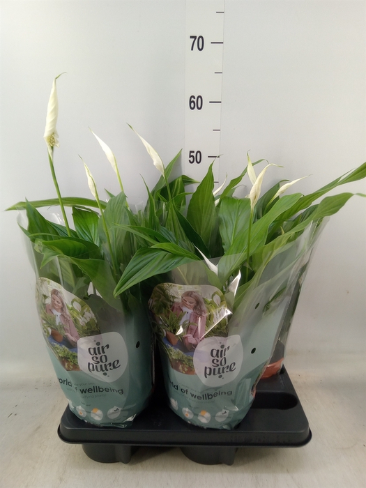<h4>Spathiphyllum  'Pearl Cupido'</h4>