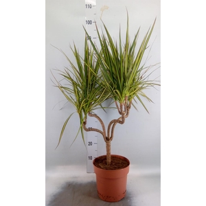 Dracaena marg. 'Sunray'