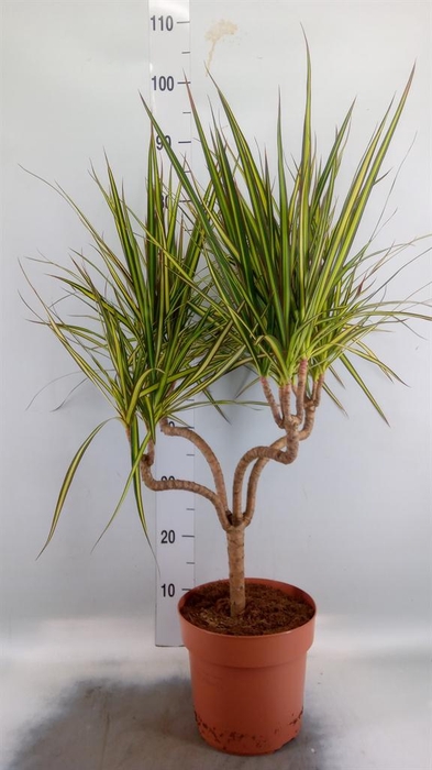 <h4>Dracaena marg. 'Sunray'</h4>