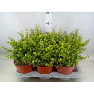 Crassula   ...