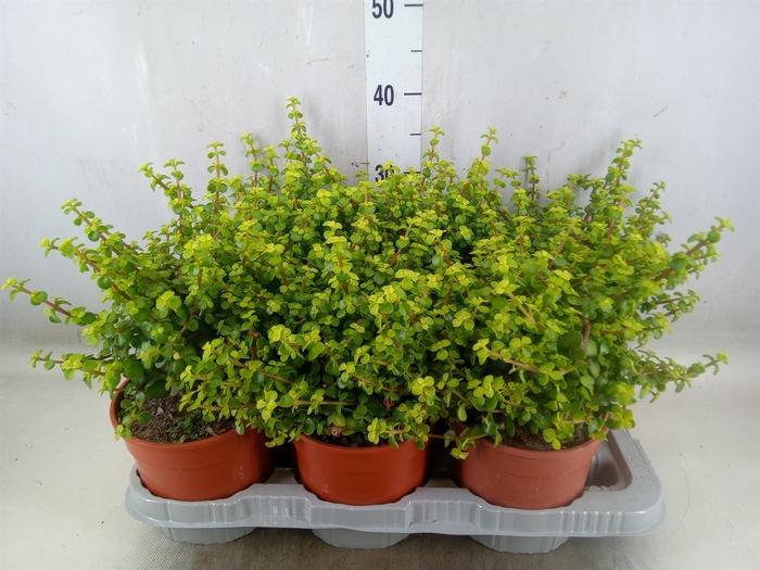 <h4>Crassula   ...</h4>