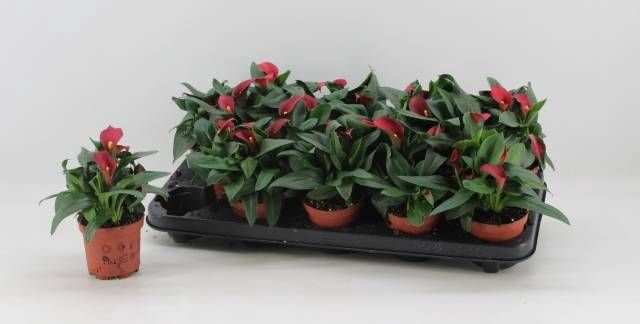 <h4>ZANT SWEET CHILLI</h4>