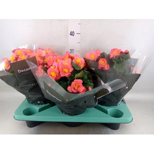 Begonia elat. HL 'Belove Peach'