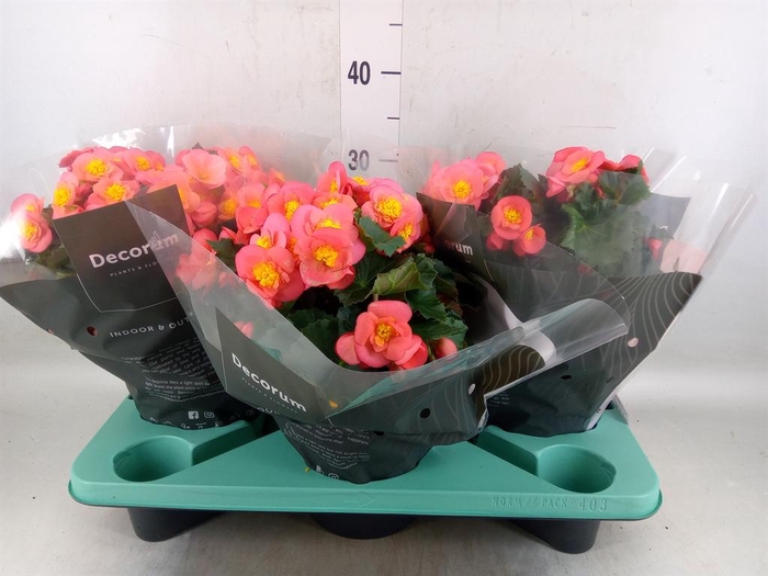 <h4>Begonia elat. HL 'Belove Peach'</h4>