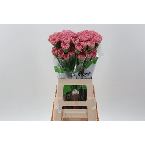 Dianthus ST 'Lege'