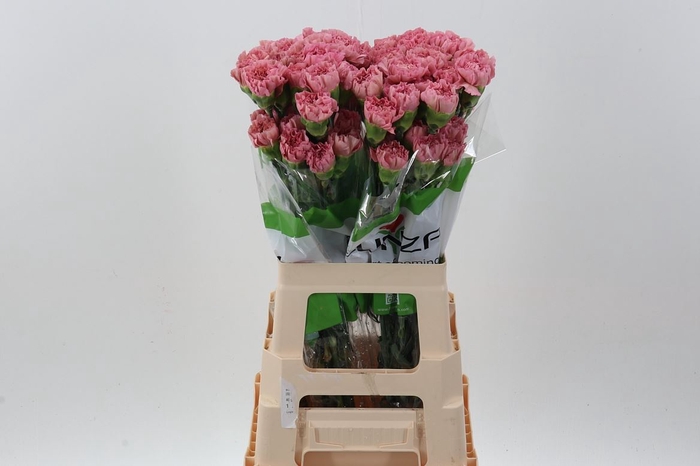 <h4>Di St Lege Pink</h4>