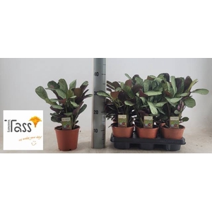 CTENANTHE AMAGRIS