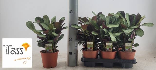 <h4>CTENANTHE AMAGRIS</h4>