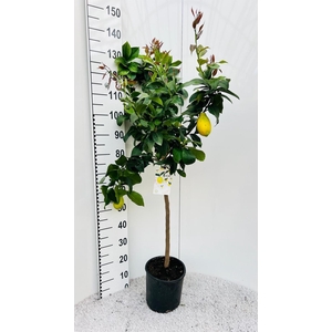 Citrus limone Lemon on stem