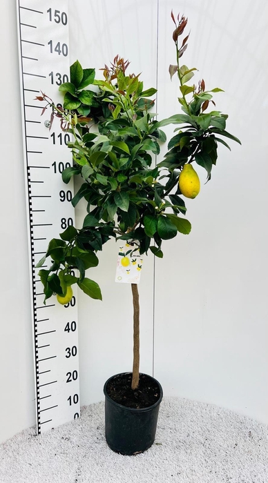 <h4>Citrus limone Lemon on stem</h4>
