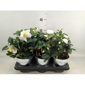 Helleborus niger 'Christmas Carol'