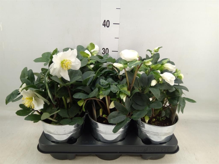 <h4>Helleborus niger 'Christmas Carol'</h4>