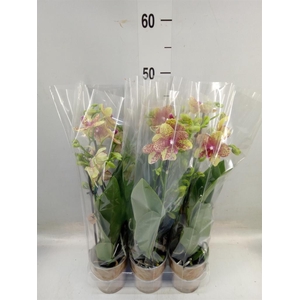 Phalaenopsis multi.   ...yellow