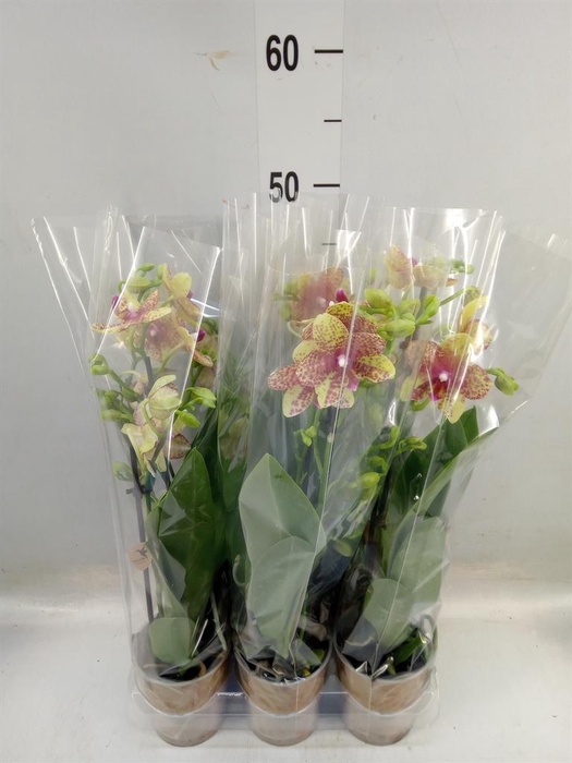 <h4>Phalaenopsis multi.   ...yellow</h4>