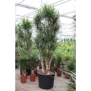 Dracaena marginata