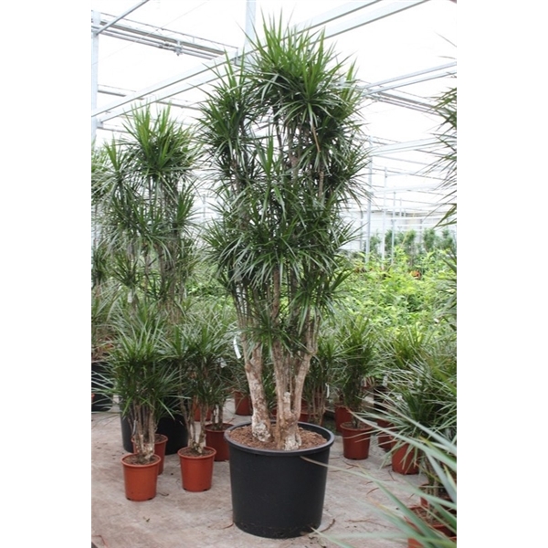 <h4>Dracaena marginata</h4>