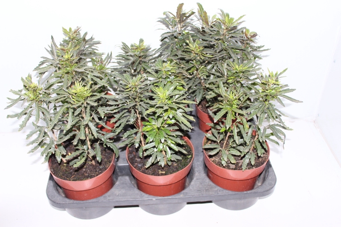 ARALIA CASTOR P19