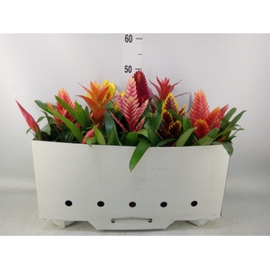 Bromelia   ...mix 10