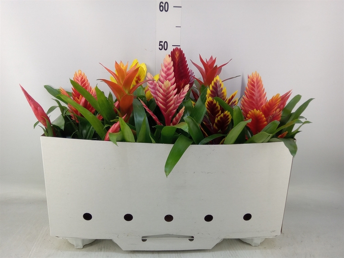 <h4>Bromelia   ...mix 10</h4>
